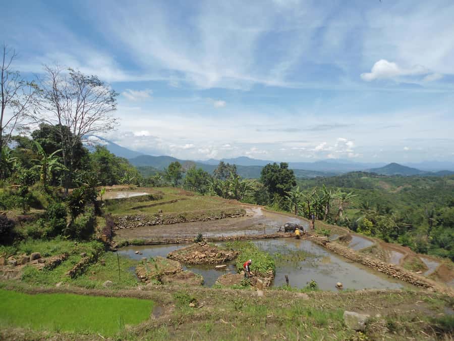 Cianjur: Full-Day Historical Tour of Gunung Padang and Falls - Tea Plantation Time in Cianjur, Seeing the Green Carpet Up Close