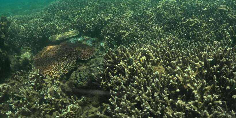 Day Trip 5 Secret Giilis in West South of Lombok - Gili Rengit: coral gardens plus turtle chances