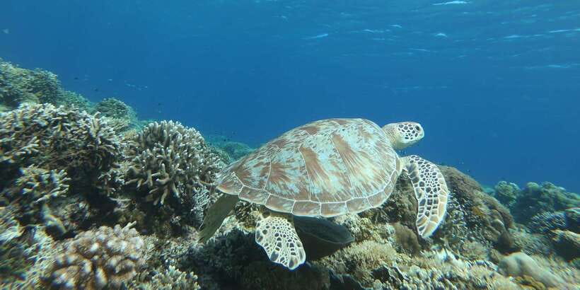 Day Trip 5 Secret Giilis in West South of Lombok - Gili Kedis (sometimes listed as Bedis): wrap-up with quiet recharge