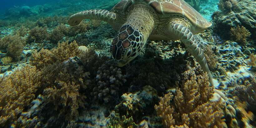 Day Trip 5 Secret Giilis in West South of Lombok - Private boat, snorkeling gear, and what to bring