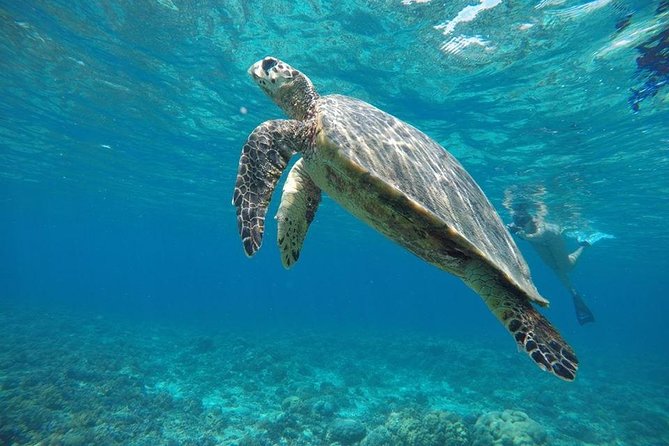 Day Trip Gili Trawangan, Gili Meno, Gili Air (Depart Lombok) - Should you book this Gili Islands day trip?