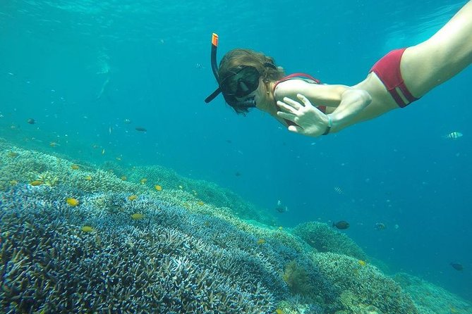 Day Trip Gili Trawangan, Gili Meno, Gili Air (Depart Lombok) - Gili Air at Fish Garden: the stop designed for fish spotting