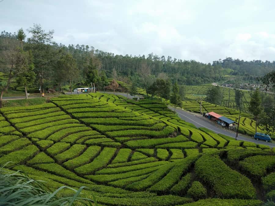 Day Trip Volcano White Crater Ciwidey Bandung - Tour Guide - Kawah Putih White Crater: The Big View You Came For