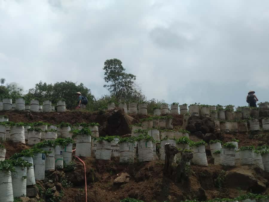 Day Trip Volcano White Crater Ciwidey Bandung - Tour Guide - Tea Plantation Photo Stops and Strawberry Picking Reality