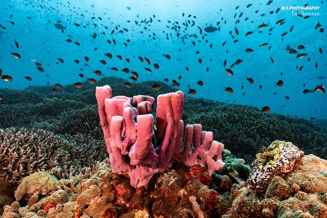 Discover Scuba Diving in Pemuteran - Diving Initiation in Bali (Menjangan Park) - Instructors That Make It Feel Safe