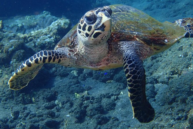 Discover Scuba Diving in Pemuteran - Diving Initiation in Bali (Menjangan Park) - Gear and Facilities, What Is Included and What You Should Bring