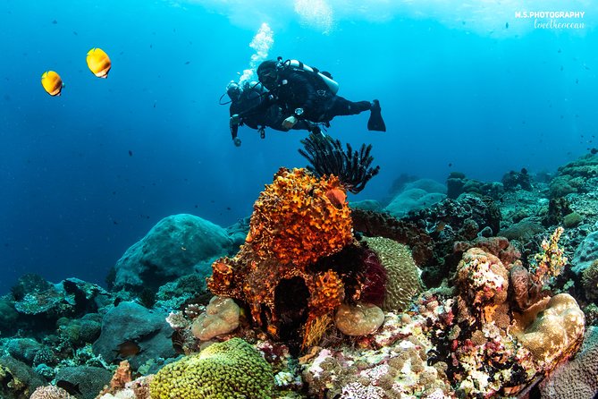 Discover Scuba Diving in Pemuteran - Diving Initiation in Bali (Menjangan Park) - Price and Value, Including the Menjangan Entrance Fee
