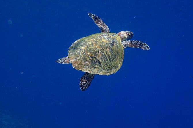 Discover Scuba Diving in Pemuteran - Diving Initiation in Bali (Menjangan Park) - Who This Is Best For, and Who Might Reconsider