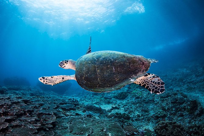 Discover Scuba Diving in Tulamben - Diving Initiation in Bali best diving sites - USS Liberty Shipwreck: the big, classic underwater stop