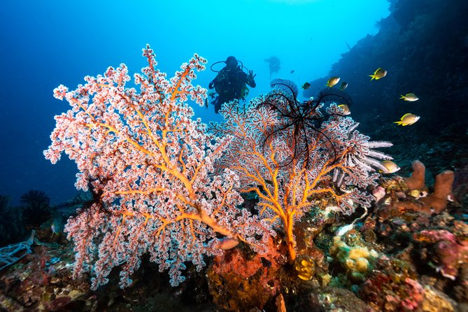 Discover Scuba Diving in Tulamben - Diving Initiation in Bali best diving sites - Gear, safety pacing, and how the instructor changes everything
