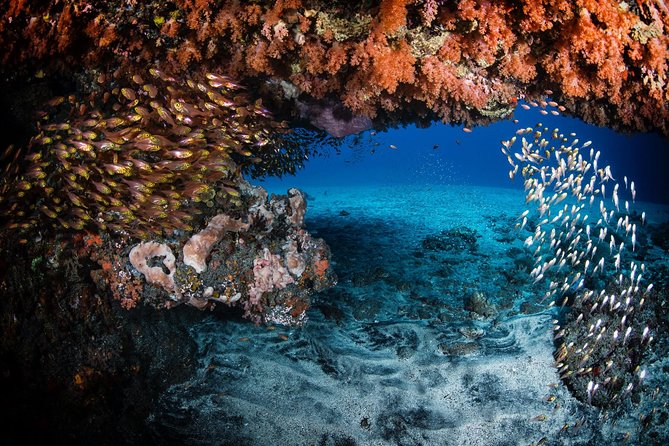 Discover Scuba Diving in Tulamben - Diving Initiation in Bali best diving sites - Price value: what $89.40 includes and when it feels worth it