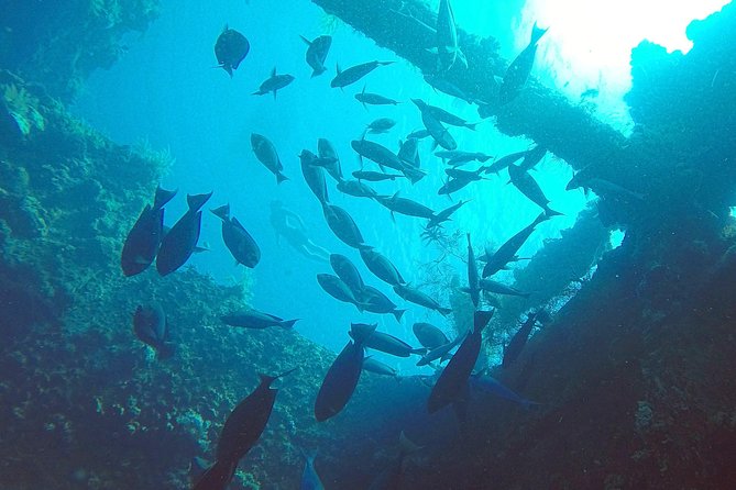 Diving in Tulamben - Key highlights to look for
