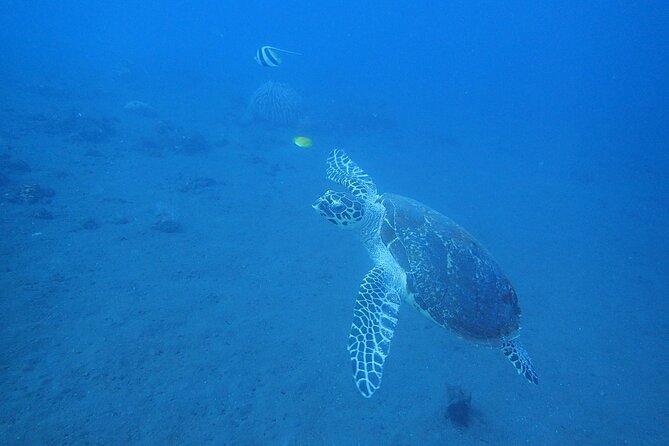 Diving in Tulamben - What you might see underwater in Tulamben (species list, explained)