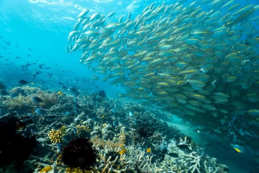 Exclusive Gili Nanggu, Sudak, and Kedis Tour Featuring GoPro - Who should book this GoPro Gili tour, and who should skip it