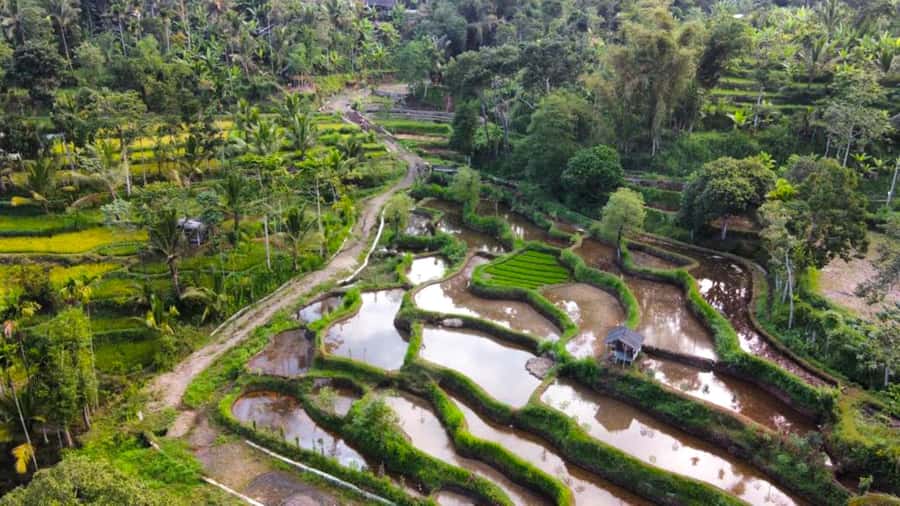 Exclusive Tetebatu: Waterfall, Rice Fields, Monkey & Weaving - Rice Field Trek: Slow Steps, Scenic Stops, Great Photos