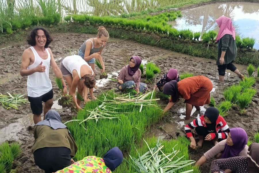 Exclusive Tetebatu: Waterfall, Rice Fields, Monkey & Weaving - Lunch Stop and Refuel: Local Food Without the Detour