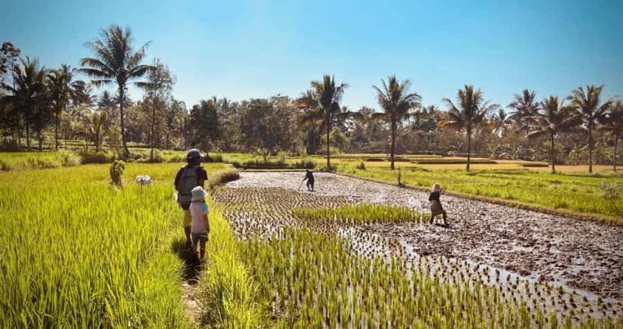 Exclusive Tetebatu: Waterfall, Rice Fields, Monkey & Weaving - Sukarara Weaving Village: Watch the Loom, Then Shop Smart