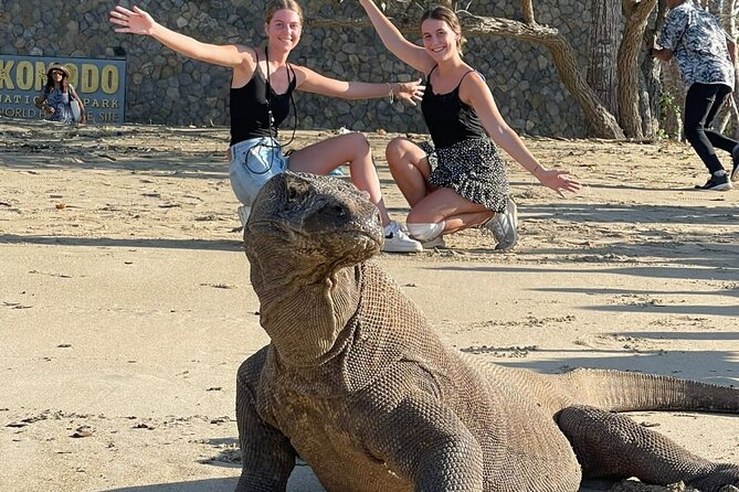 Explore Komodo and Swim with Whale Sharks - Key things that make this Komodo plus whale shark trip worth your time