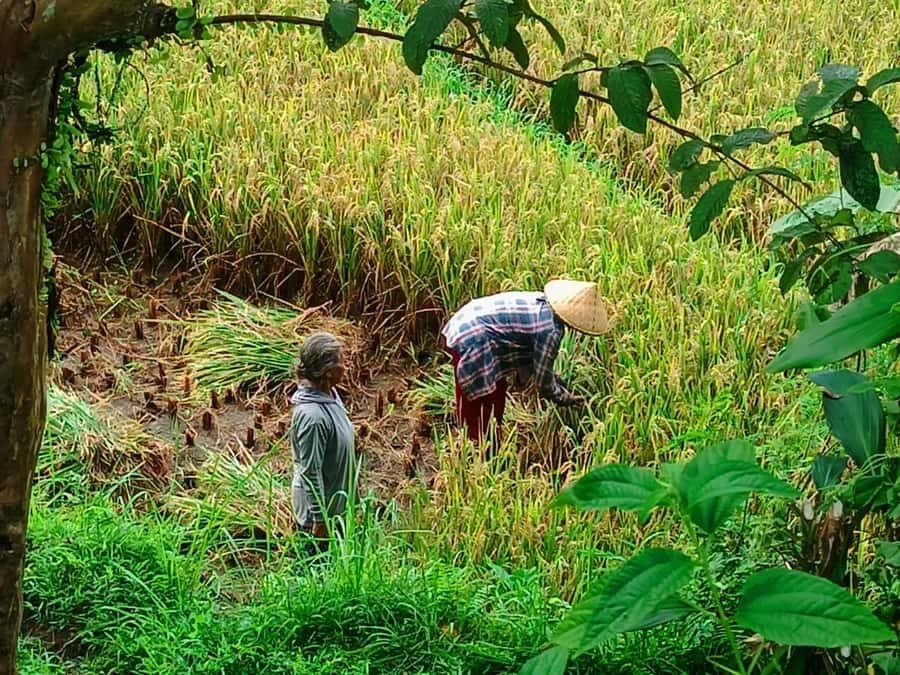 Explore rice terraces munduk & waterfall trekking experience - Key Points Worth Knowing
