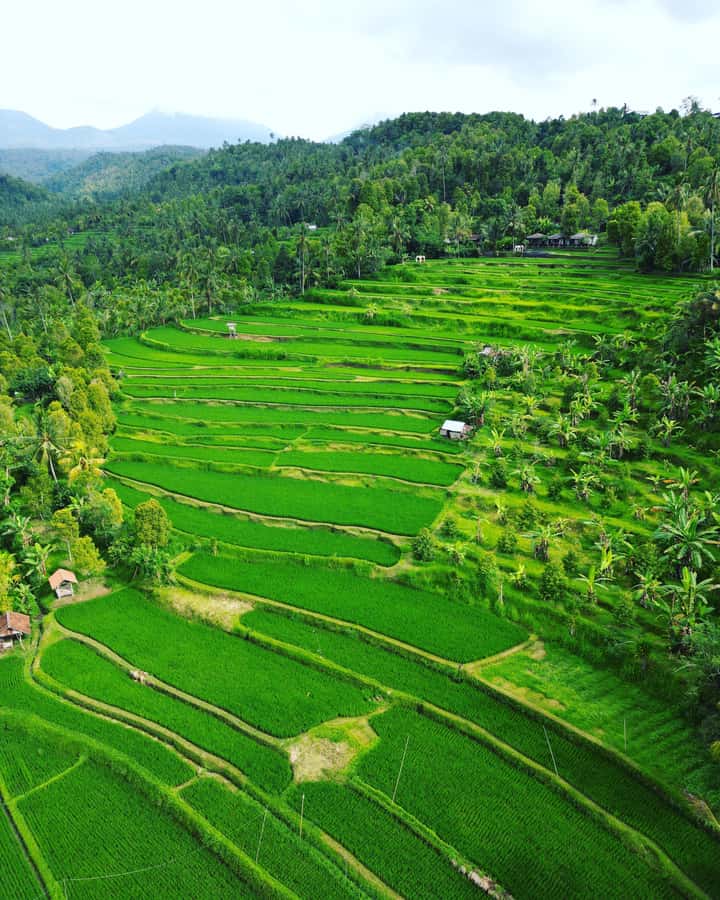Explore rice terraces munduk & waterfall trekking experience - Rice Terraces in Munduk: Where the Views Actually Feel Big