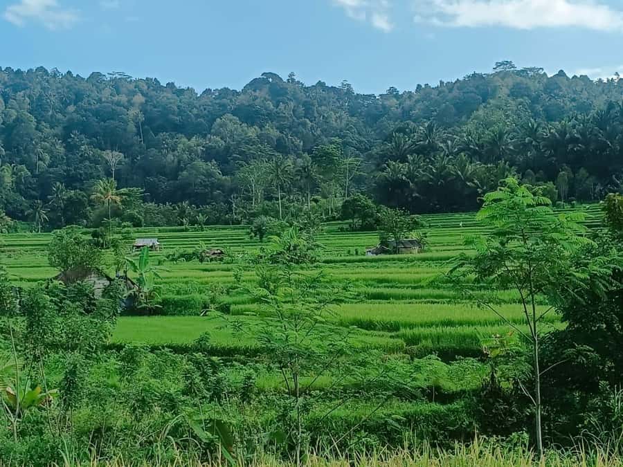 Explore rice terraces munduk & waterfall trekking experience - Offbeat Stop for Sightseeing: Quick Break, Fresh Perspective