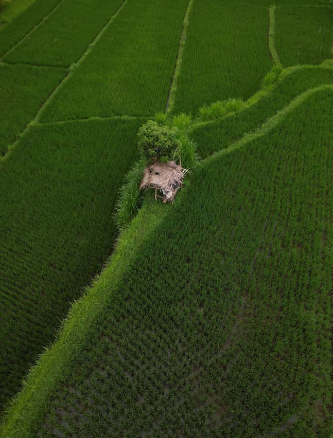 Explore rice terraces munduk & waterfall trekking experience - Waterfall Trek Finish: Cooling Off Is the Real Reward