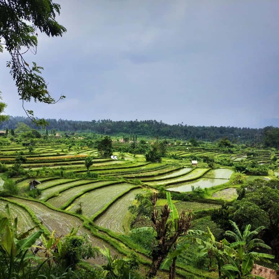Explore rice terraces munduk & waterfall trekking experience - Buyan and Tamblingan Lakes: The Scenic Variety That Prevents Trek Fatigue