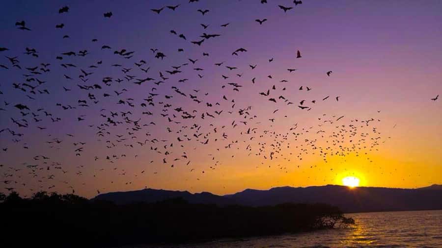 Flying Fox Sunset Cruise Private Boat Charter Labuan Bajo - Flying Fox and Kalong Island, the sunset timing that makes it work