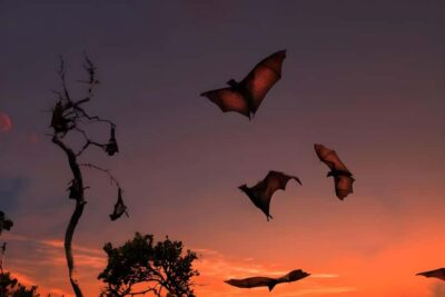 Flying Fox Sunset Cruise Private Boat Charter Labuan Bajo