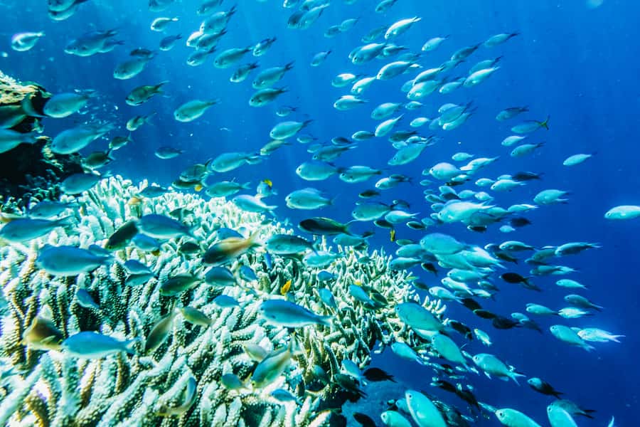 From Bali: 3 Snorkeling Spots Tour to Lembongan and Penida - Bali to Nusa Lembongan and Penida: why the ferry matters