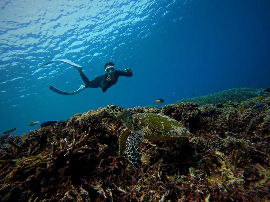 From Bali: Half Day Snorkeling 3 Spots to Lembongan & Penida - Key points before you go
