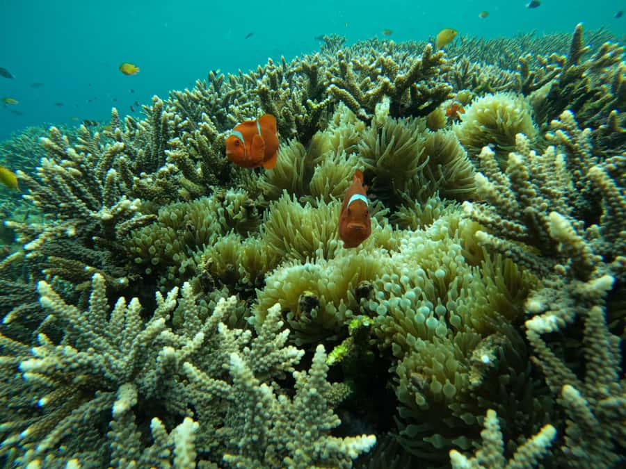 From Bali: Half Day Snorkeling 3 Spots to Lembongan & Penida - Who this snorkeling trip fits best