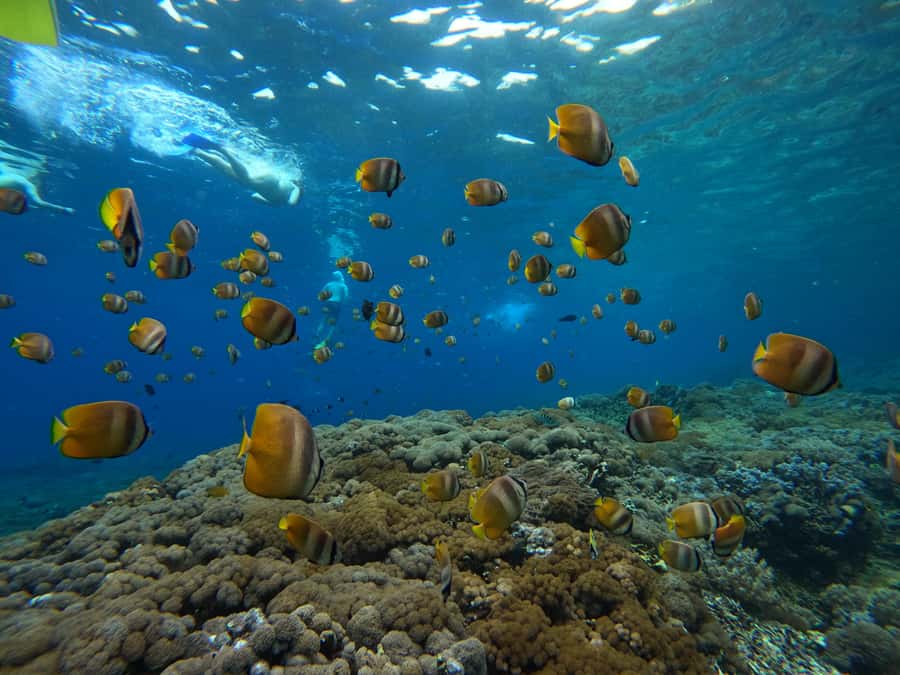 From Bali: Half Day Snorkeling 3 Spots to Lembongan & Penida - Should you book this Lembongan and Penida snorkeling tour?