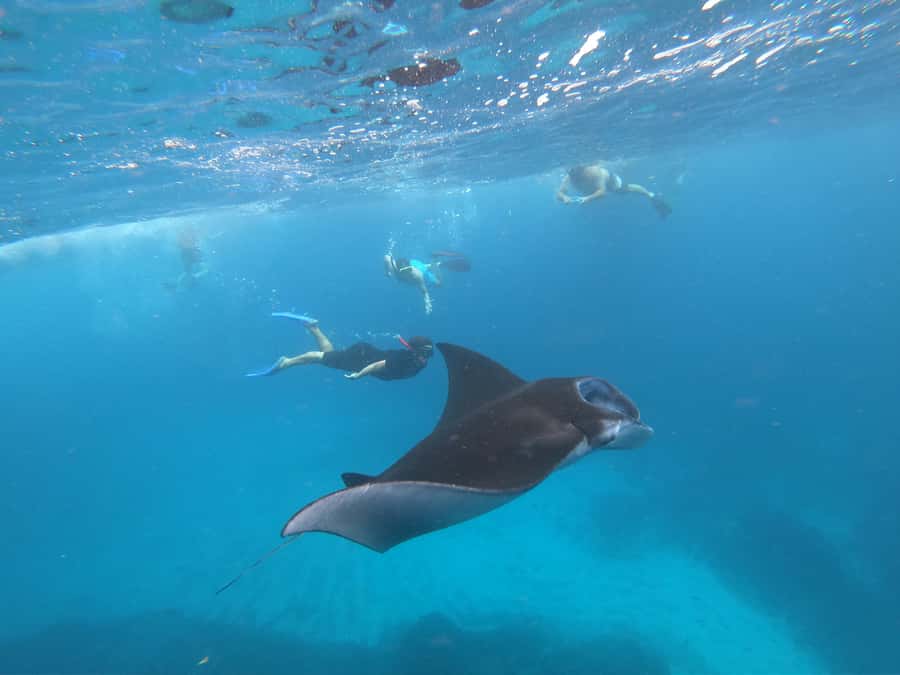 From Bali: Lembongan & Penida 2-Day Tour with Snorkeling - Day 2 on Nusa Penida: Kelingking, Broken Beach, and Angel’s Billabong