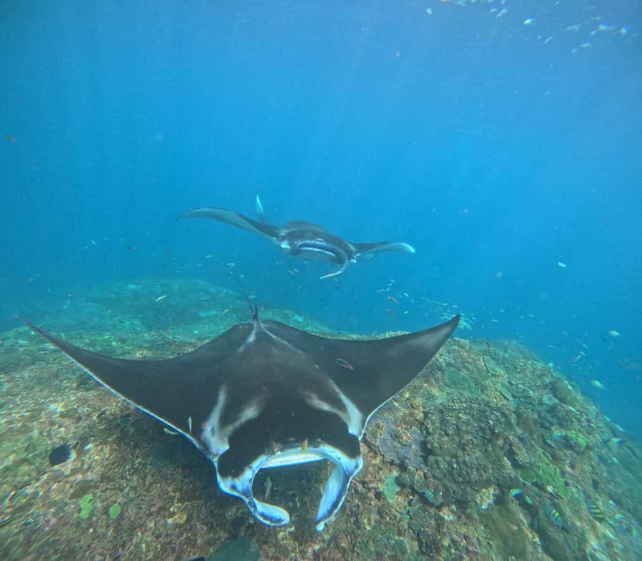 From Bali: Nusa Penida 3 Spots Snorkeling Tour With Guide - Sailing From Bali: What Pickup and the Fast Boat Feel Like