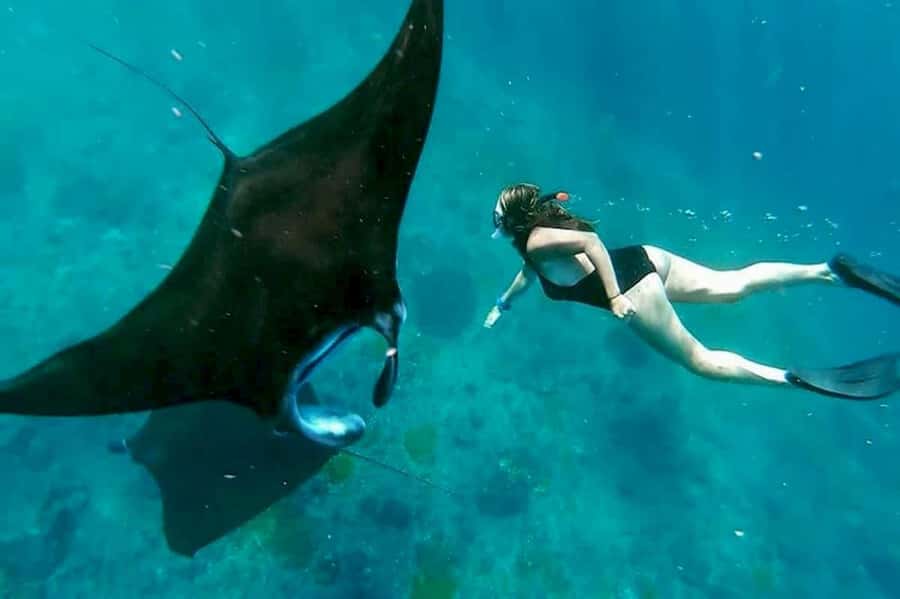 From Bali: Nusa Penida 3 Spots Snorkeling Tour With Guide - Manta Bay Rules: How the Tour Plans for Safe Ray Sightings