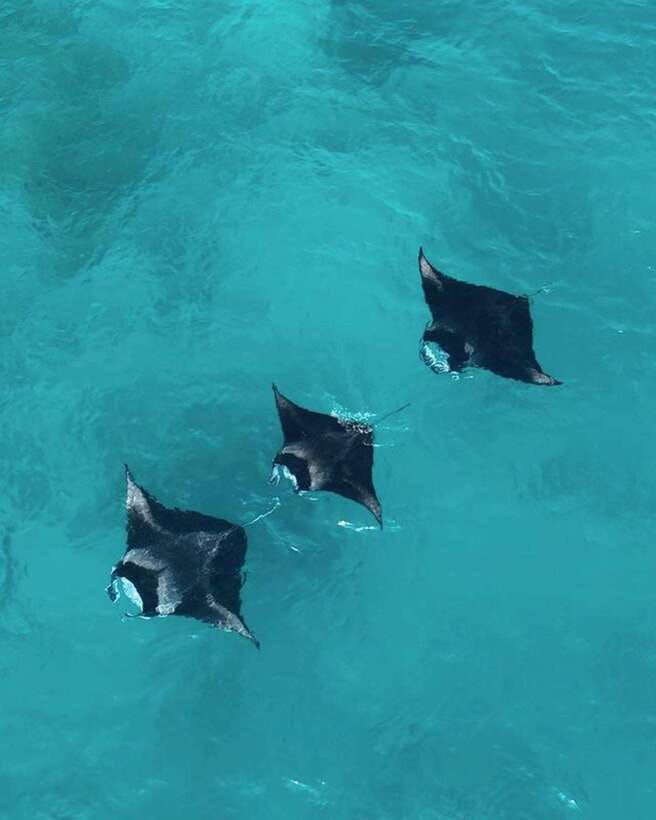 From Bali: Nusa Penida Day Tour & Snorkeling - Snorkeling plan: Manta Bay, Gamat Bay, Crystal Bay, and Wall Point