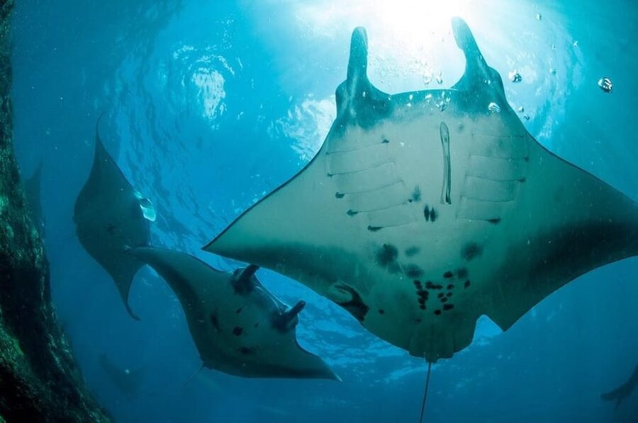 From Bali: Nusa Penida Full Day Private Snorkeling Tour - Price and value: what $85 buys you (and what it does not)