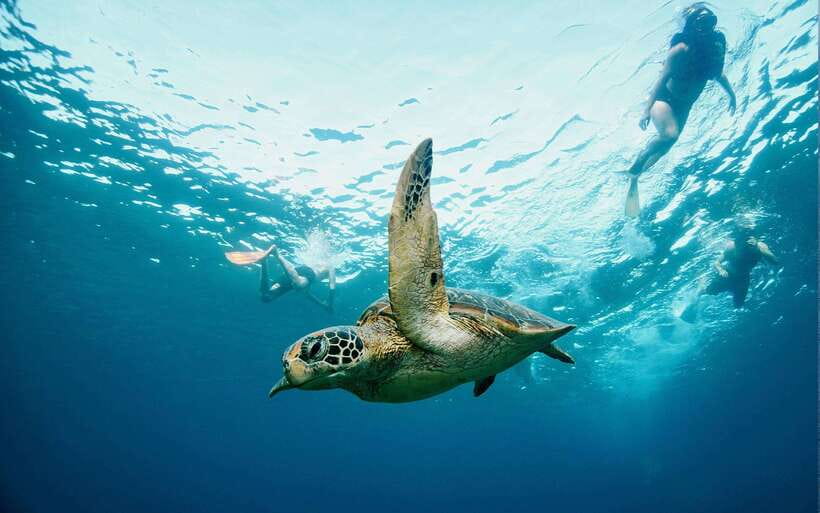 From Bali: Nusa Penida Private Snorkeling Tour with Lunch - Who this tour suits, and who should skip it