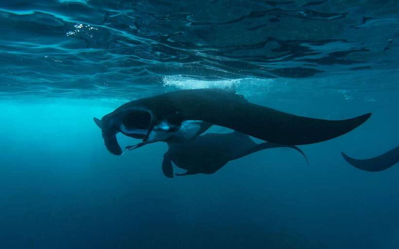 From Bali: Nusa Penida Private Snorkeling Tour with Lunch - Morning snorkeling plan: manta-ray spots, then reefs with more time