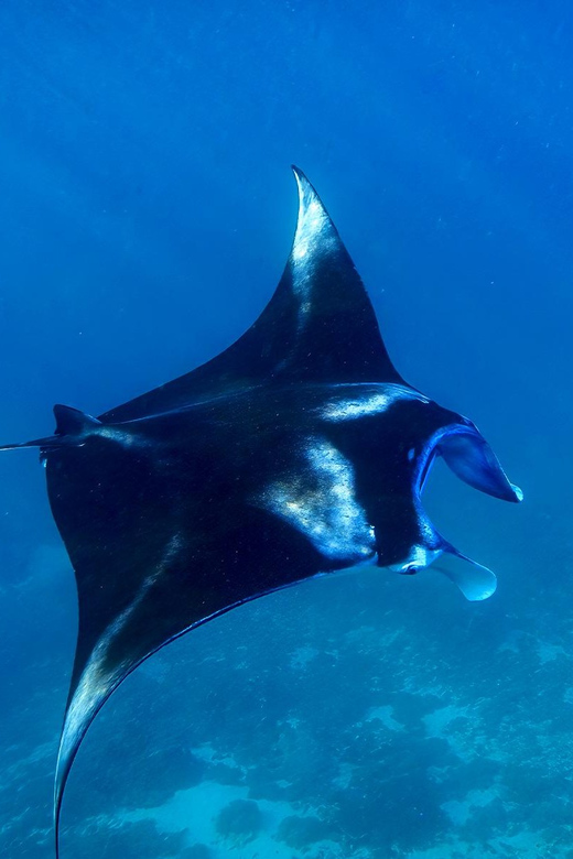 From Bali: Nusa Penida Private Snorkeling Tour with Lunch - GoPro underwater moments, plus guide support that actually helps you spot animals
