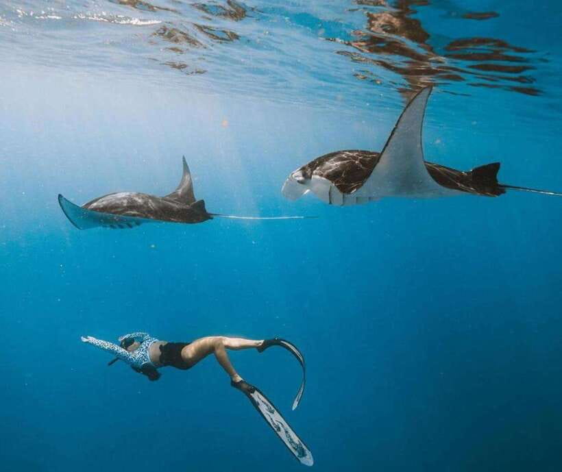 From Bali: Nusa Penida Snorkeling and West Coast Tour - Manta Point meets Kelingking, a day with real variety