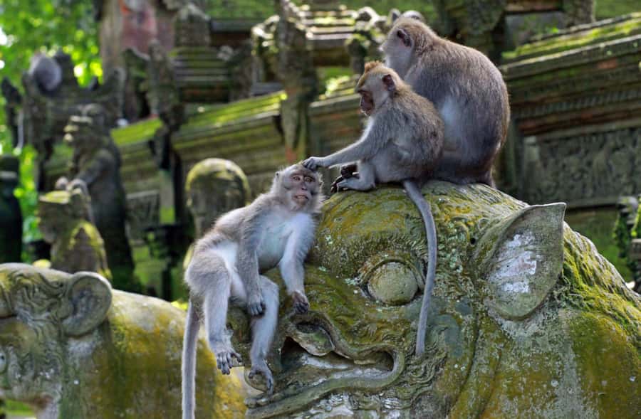 From Bali: Saraswati Temple, Monkey Forest, Ubud Waterfalls - Saraswati Temple, also Ubud Water Palace: lotus ponds and respectful dress