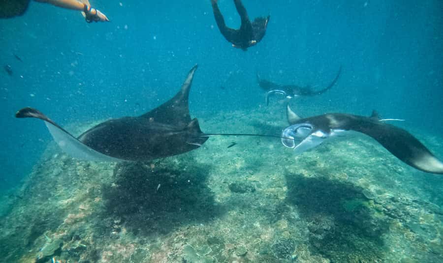 From Bali: Snorkeling at Manta Point Nusa Penida & Land Tour - Key things that make this tour worth your time