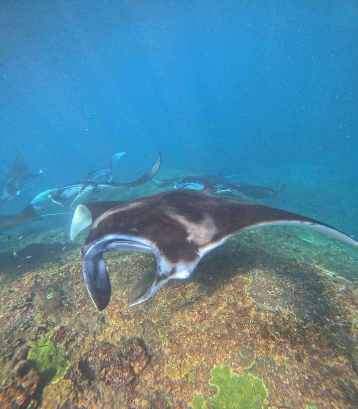 From Bali : Snorkeling & Nusa Penida Island Tour with Lunch - GoPro included: how to get usable underwater footage