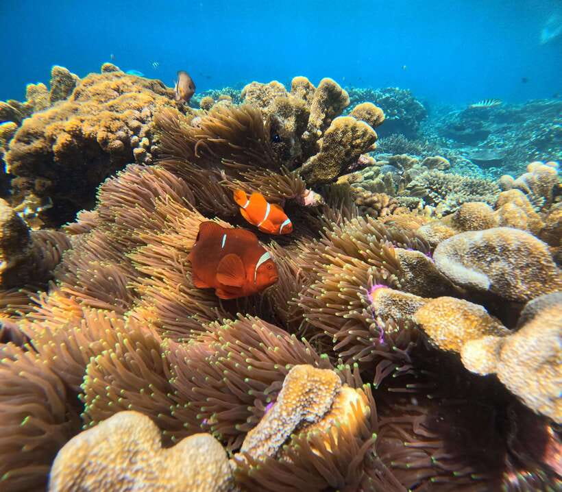 From Bali : Snorkeling & Nusa Penida Island Tour with Lunch - Snorkeling at Manta Bay, Gamat Bay, and Wall Point: what you are actually paying for