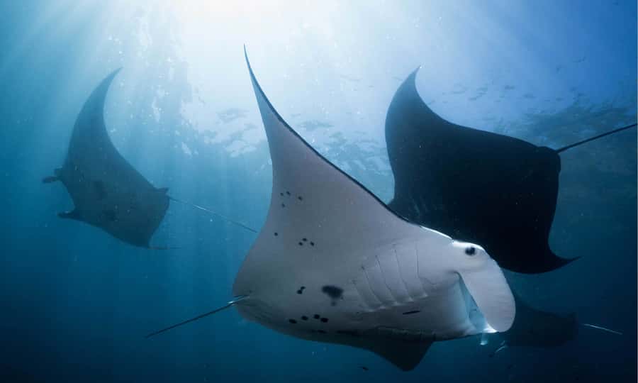 From Bali: West Nusa Penida & Snorkeling Small Group Tour - Key things to know before you go