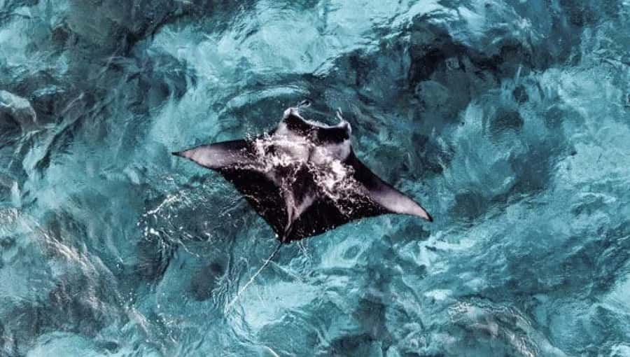 From Ceningan: Snorkeling with Manta Rays & Land Tour - Price and what you actually get for $63