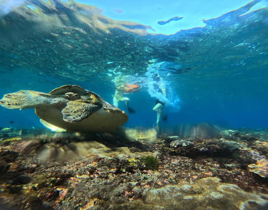 From Ceningan: Snorkeling with Manta Rays & Land Tour - What’s included, what’s not, and what to bring
