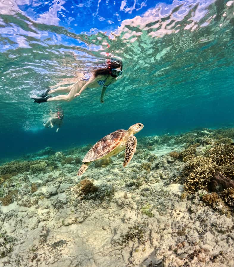From Gili Air: Private or Small Group Snorkeling Boat Tour - Turtle Heaven: Your Main Event for Hawksbill Sea Turtles